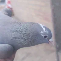 ماده پلنگ اصل