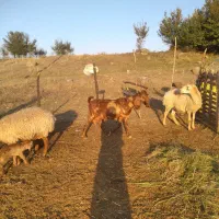فروش دوعدد بز پاکستانی جوان