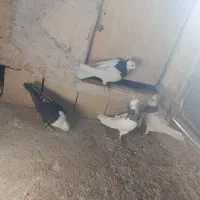 پنج تا کفتر هوایی قلدور|پرنده|فرح دشت, |دیوار