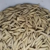 شالی دمسیاه آفتاب خشک|خوردنی و آشامیدنی|گنبد کاووس, |دیوار