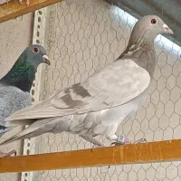 کبوتر پلاکی