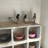 ماده کله وسینه جوانه