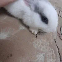 بچه خرگوش