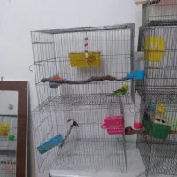 فنچ ومرغ عشق