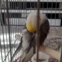 عروس هلندی|پرنده|سنندج, |دیوار