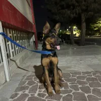 واگذاری سگ|سگ|فردیس, شهرک ناز|دیوار