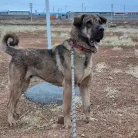 واگذاری سگ پژدر