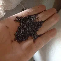 بذر کلزا