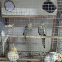 عروس هلندی