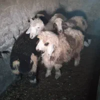 بره نژاددار ماده قیمت مناسب بردسیر