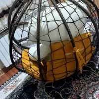 تاب عروسک|اسباببازی|سقز, |دیوار