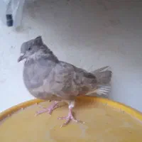 ماده اشعل ۱۴ پر|پرنده|بندر ماهشهر, |دیوار