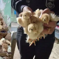 فروش عمده و خرده انواع جوجه