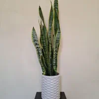 گل آپارتمانی