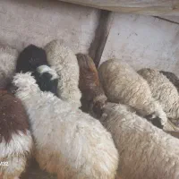 14راس بره|حیوانات مزرعه|حمیل, |دیوار