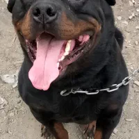 یک قلاده سگ روتوایلر نرنگهبان