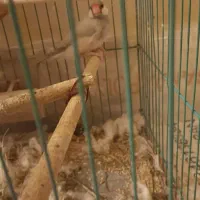 عروس هلندی و طوطی برزیلی وفنچ مصری