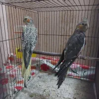 عروس هلندی جوجه 2 الی 3 ماهه دونخور|پرنده|اصفهان, پوریای ولی|دیوار