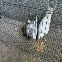 کبوتر پرش سنگین|پرنده|پیرانشهر, |دیوار