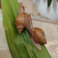 فروش فوری ۲۰۰ حلزون جوان