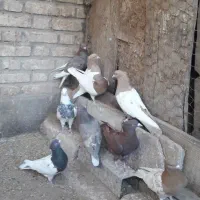 ۱۰تا کفتر فروشی