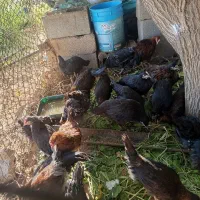 13عددجوجه مرغ وخروس|حیوانات مزرعه|شیراز, گویم|دیوار