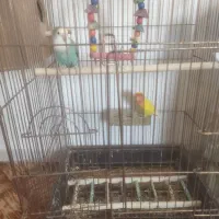 طوطی برزیلی جفت