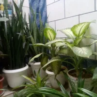 گل طبیعی از100به بالا|گل و گیاه طبیعی|لردگان, |دیوار