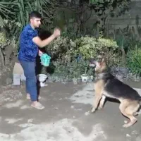 سگ ژرمن شولاین|سگ|نوشهر, |دیوار