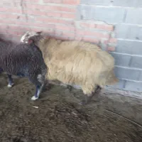 فروش گوسفند