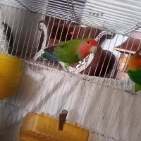 یک جفت کوتوله برزیلی مولد