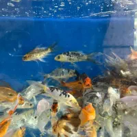 دنیای زیر آب ۱۵ درصد تخفیف عید نیمه شعبان