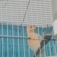 قناری نر جوجه پارسالی|پرنده|سبزوار, فیاض|دیوار