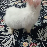 خرگوش