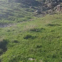 گوساله ماده