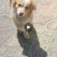 سگ پامرر روباهی