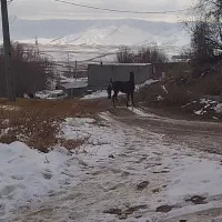 کره نریون|اسب و تجهیزات اسب‌سواری|دورود, |دیوار