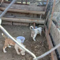 سگ دو رگه ترکمن الابای|سگ|سیمین شهر, |دیوار