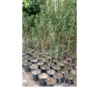 جشنواره تابستانی فروش نهال و درخت|خدمات باغبانی و درختکاری|مشکین‌دشت, |دیوار