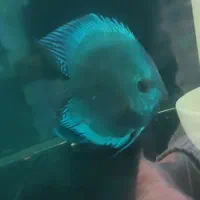 دیسکس جفت،مولد|ماهی|اسلام‌شهر, شهرک قائمیه|دیوار