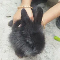 دوعددخرگوش لوپ یکی ساده یکی پشمالو