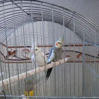 عروس هلندی|پرنده|صحنه, |دیوار