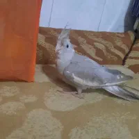 عروس هلندی|پرنده|شیراز, شهرک فرزانگان|دیوار