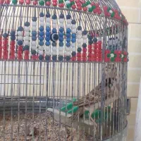 طغرا پرنده قناری عروس هلندی