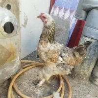 مرغ و خروس برهما