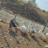 فروش غاز|حیوانات مزرعه|پیرانشهر, |دیوار