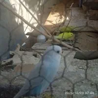 جوجه مرغ عشق رنگین کمانی