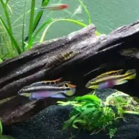 سیچیلاید کربنسیس نر