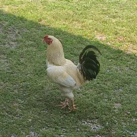 خروس سفید دوم سیاه