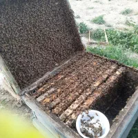 فروش زنبور وبچه زنبور